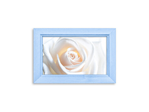 Beautiful white rose picture in light blue color photo frame isolated on white background
