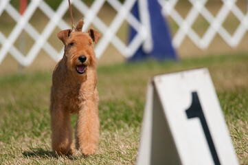 Airedale Terrier in show ring at dog show