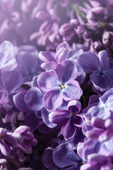 Close-up macro lilac purple blossom flower. Syringa vulgaris