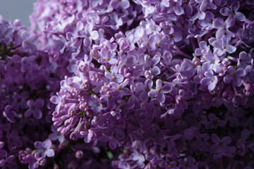 Purple lilac flowers as a background. Syringa vulgaris