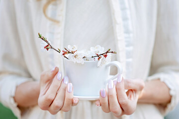 Woman hands holds white teacup with abricot blossom branch and natural sunlight.