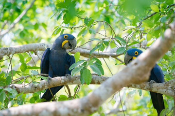 The Hyacinth macaw (Anodorhynchus hyacinthinus)