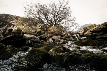 A lone tree stood amongst a river of rocks in Wales.