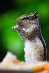 Adorable Squirrel