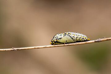 Black-veined White - Aporia crataegi Butterfly pupa © kenan