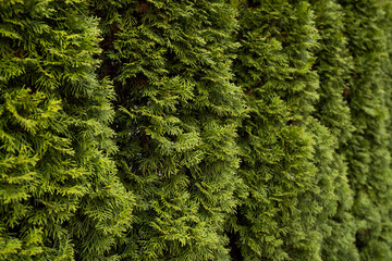 Green hedge of thuja trees. Closeup fresh green branches of thuja trees. Evergreen coniferous Tui tree. Nature, background.