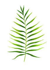 Fototapeta na wymiar leaf palm - hand drawn realistic green leaves drawing isolated on white background