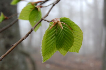 leaves in spring