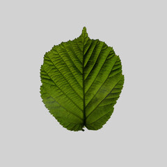 Corylus avellana:  Betulaceae. Common name: Common Hazel.