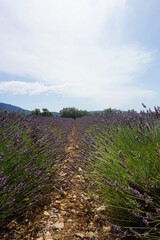 path in a lavender field