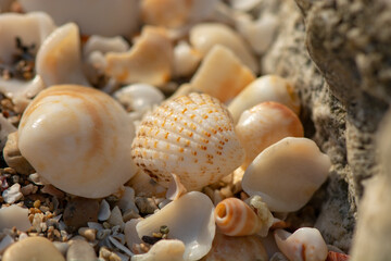 Seashells on the Mediterranean Sea beach near Haifa, Israel
