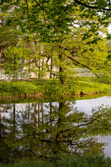 Obraz premium river in the woods