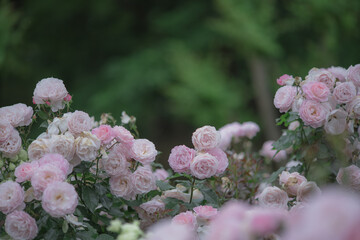 薄いピンク色のバラの花