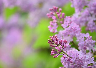 Obraz premium Lilac flowers floral background, bokeh violet blooming lilacs