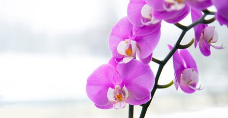 Pink orchid on the background of the window. Macro photo of a tropical flower. For wallpaper, background and postcards.