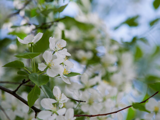 Beautiful spring time nature background. Flowers of blooming tree close up with water drops after rain. Blossom tree branch in a shallow depth of field with bokeh background and space for text.