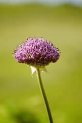 Allium Giganteum blooming in a garden, ornamental garlic flowers, closeup.