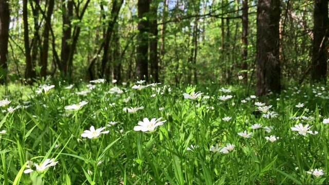 Beautiful blossoming white flowers called wood anemone (Anemone nemorosa, Bosanemoon, Anemoon) in the forest in spring. Little early-spring wildflower swaying in the light wind. 4k video.