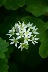 Wild garlic flowers, blooming bear's garlic, spring white flowers among aquilegia leaves