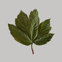 Acer pseudoplatanus:  Sapindales. Common name: Sycamore.