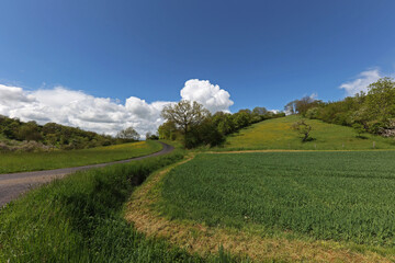Spring landscape with green fields and meadows