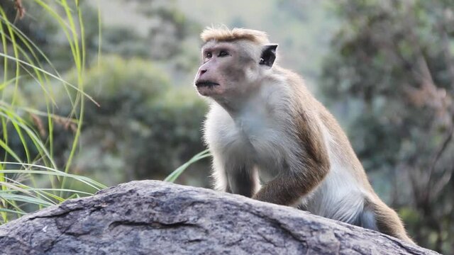 Pale-fronted toque macaque (Macaca sinica aurifrons) from Central plateau of Sri Lanka, endemics threatened species of monkey. December. Cronies