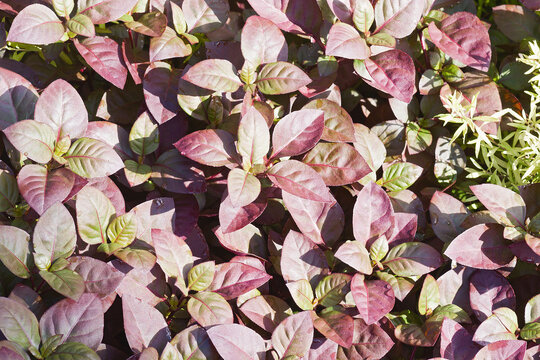 Large purple alternanthera (Alternanthera brasiliana). Called Metal weed, Bloodleaf, Parrot leaf, Ruby leaf, Brazilian joyweed and Purple joyweed also.