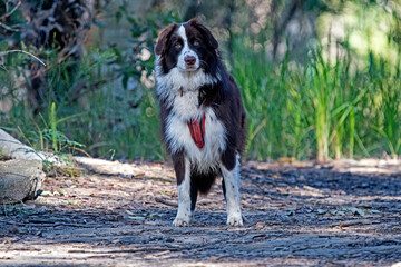 Naklejka na ściany i meble Black and white dog in the bush walk - Australian Shepherd