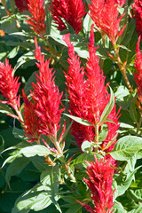 Plum celosia (Celosia argentea var. plumosa). Called Feather celosia also
