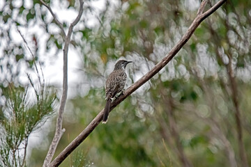 Little wattle bird on a branch
