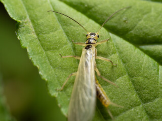 葉の上を歩くセスジミドリカワゲラ