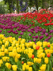 field of tulips