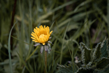 A dandelion starting to bloom in the spring-time rain around the area of Rivington