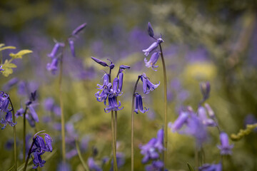 A field of Bluebells blooming in the spring time in a field around Rivington.