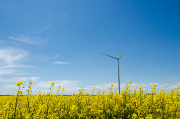 Wind turbine in yellow rapeseed field, background of blue sky and beautiful white clouds, source of alternative energy