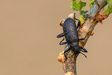 Black beetle sitting on a sprig of currant close-up