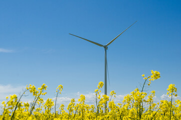 Wind turbine in yellow rapeseed field, background of blue sky and beautiful white clouds, source of alternative energy
