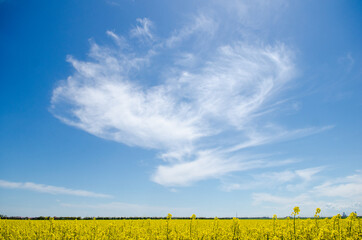 Beautiful yellow rapeseed field in spring in Ukraine against background of blue sky and beautiful clouds, with copyspace