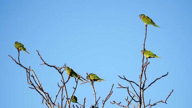 Blue-crowned parakeets perched on bare branches against a clear blue sky.