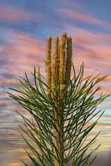 The top of a young pine tree against the background of the sunset sky close-up