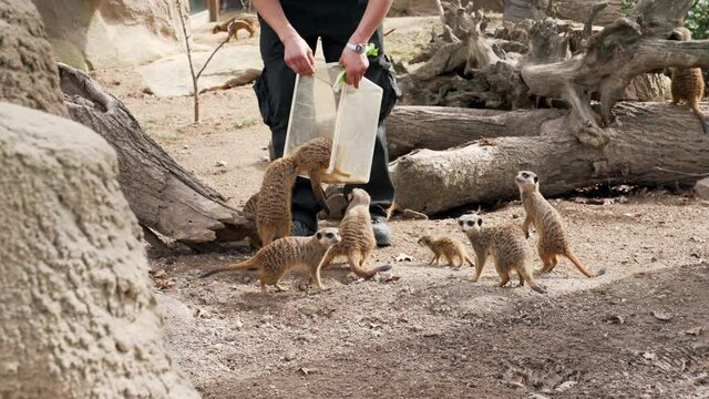Zookeeper feeds meerkats at a zoo