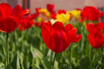 Obraz premium Close-up of tulips in the foreground and blurred in the background in a clearing