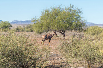 Tsessebe near Beaufort West in the Western Cape Karoo