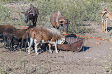Tsessebe antilopes and Damara sheep grazing at a trough