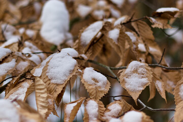 snow covered branches