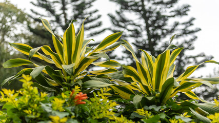 Obraz premium An indoor plant (Dracaena)with colored leaves and irregular stems in the rose garden. Also used as an ornamental plant.