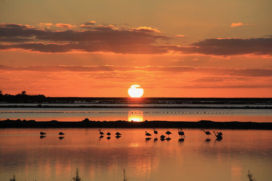 flamingos @ sunset salinas ibiza 