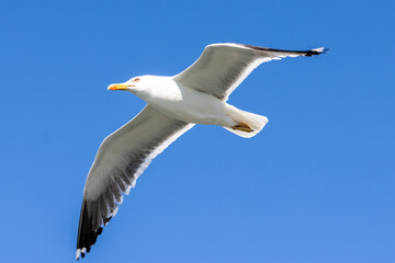 Seagull, Larus Argentatus