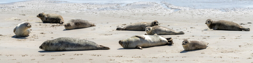 Seals on sandbar Engelschhoek between Vlieland and Terschelling Holland