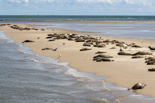 Seals on sandbar Engelschhoek between Vlieland and Terschelling Holland